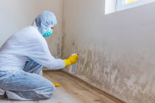 Mold Remediation specialist working in Street