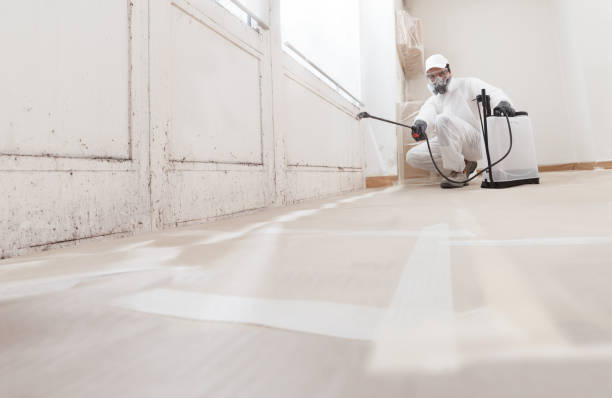 Black mold remediation team in Street